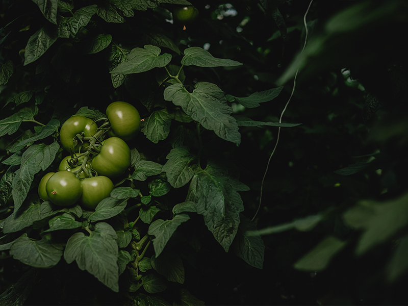 544A4488 800x600